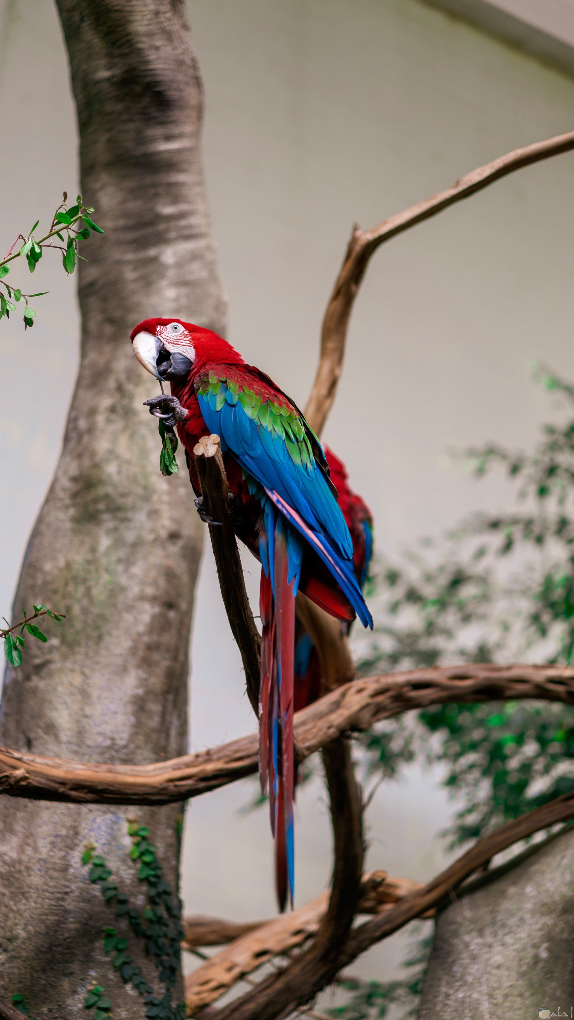 صورة جميلة لطائر ملون باللون الأخضر والأزرق والأحمر واقف علي غصن شجرة