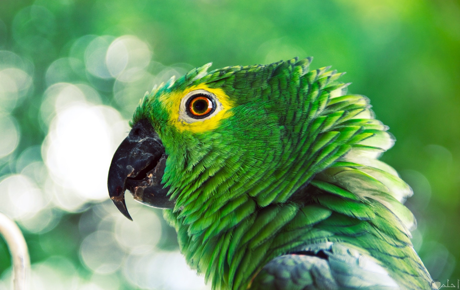 صورة جميلة لطائر ملون باللون الأخضر والبنفسجي وجزء باللون الأصفر حول عينيه