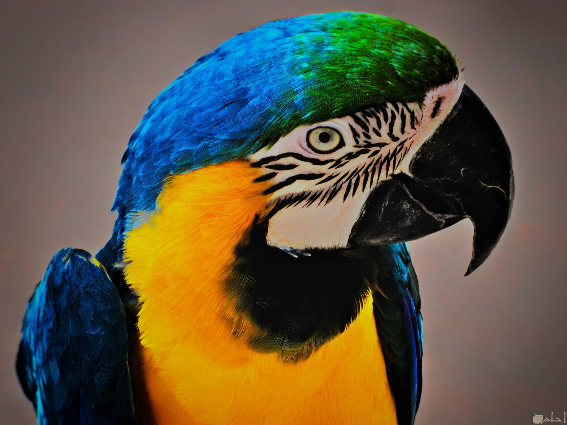 صورة جميلة لطائر ملون باللون الأصفر والأزرق والأخضر والأسود