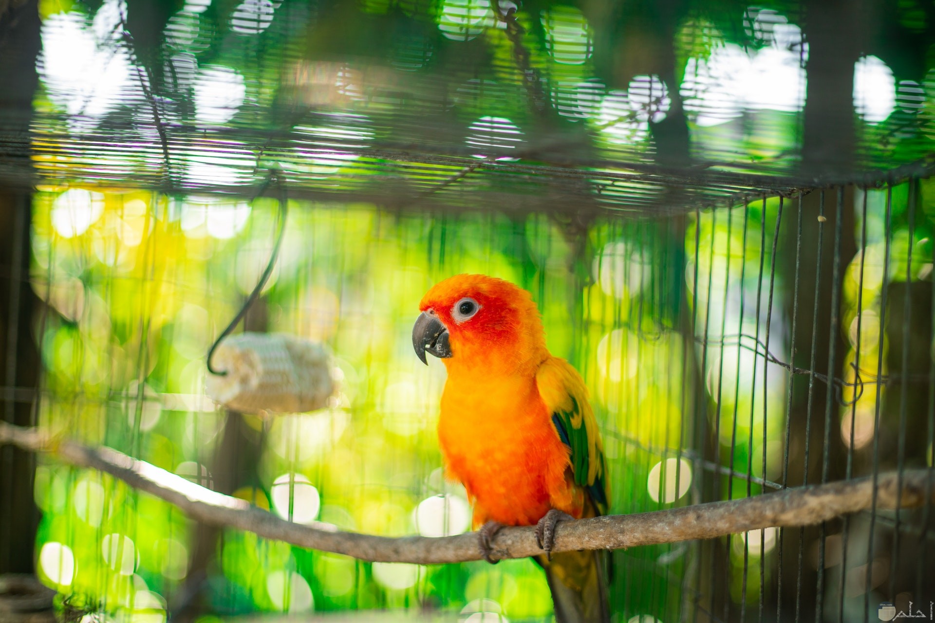 صورة جميلة لطائر ملون باللون الأصفر والبرتقالي والأخضر موجود داخل قفص