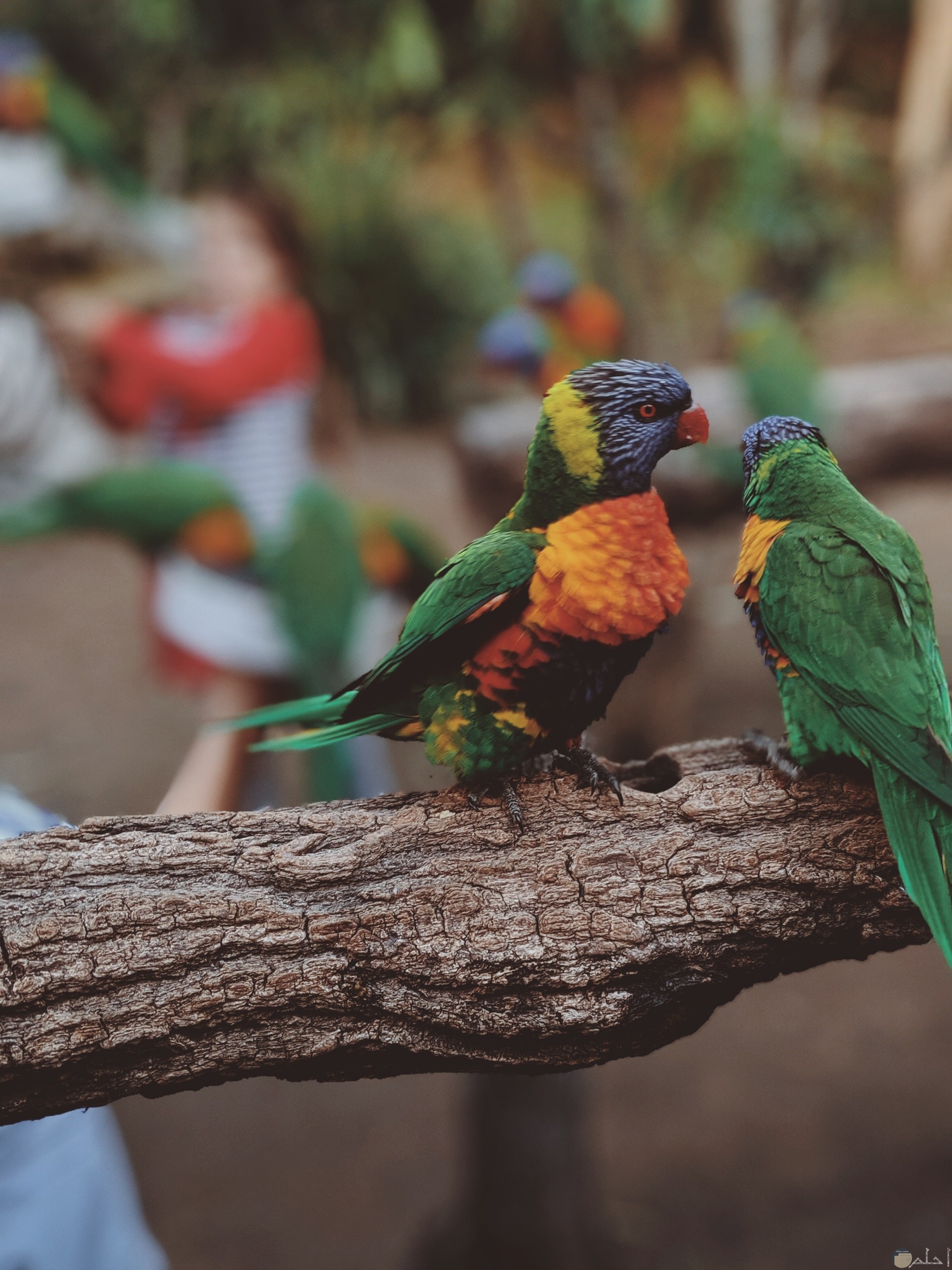 صورة مميزة جدا لطائران جميلان ملونان باللون الأخضر والبرتقالي والأصفر والبنفسجي واقفان علي الغصن