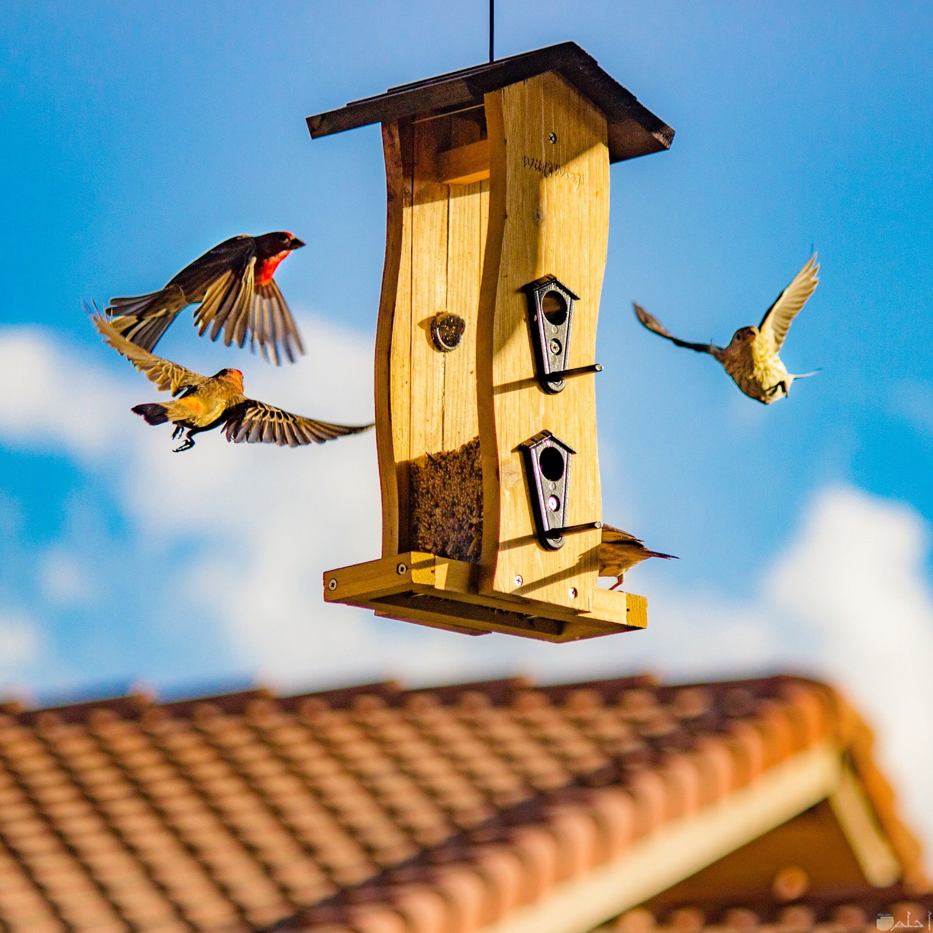 صورة مميزة جدا لمجموعة من الطيور تتجه لبيت طيور أصفر جميل