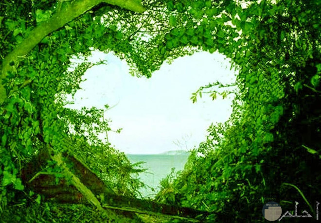 قلب أخضر من أوراق الشجر