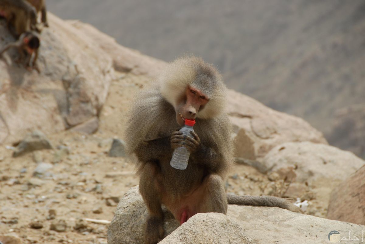 القرود الجبلية البرية في منطقة الطائف