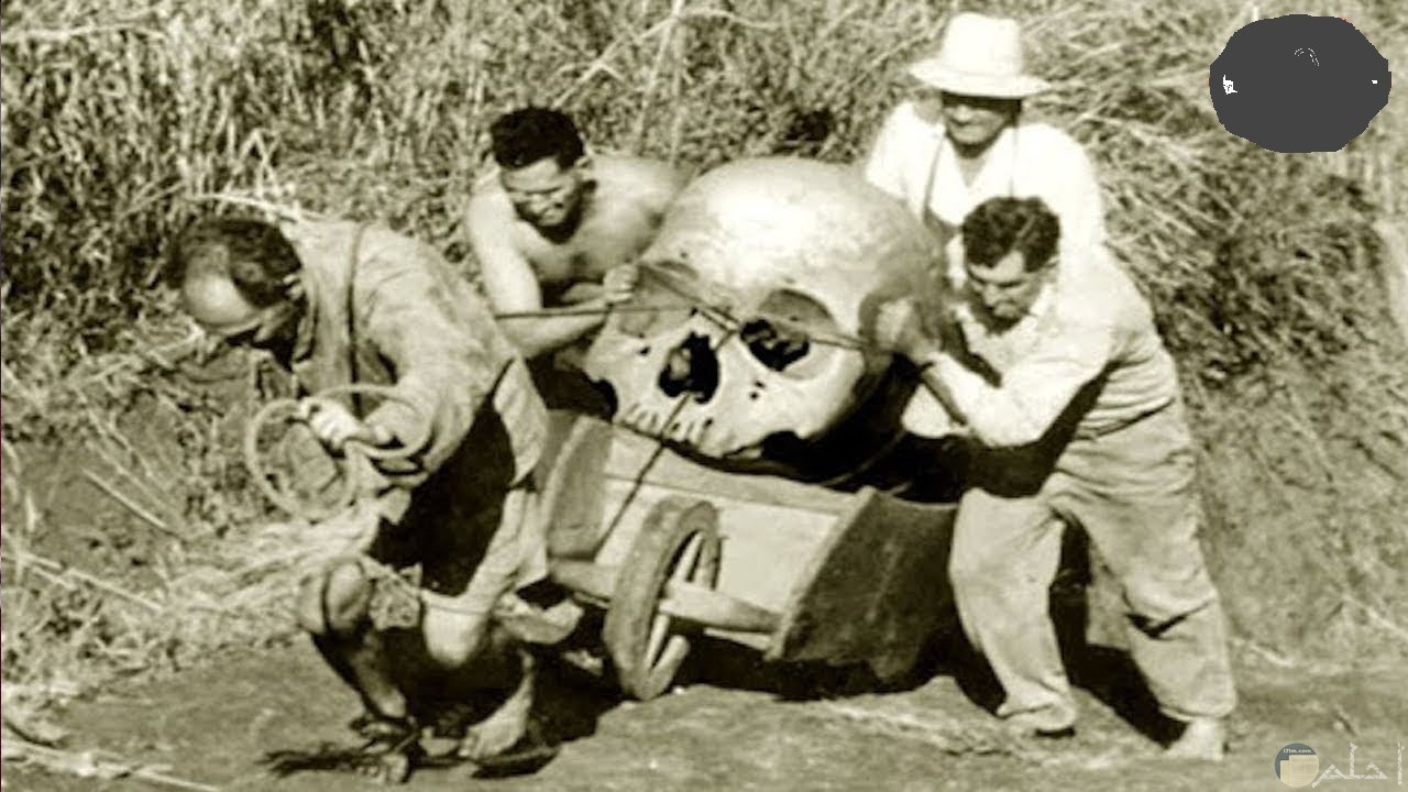 جمجمة عملاقة يجره أربعة رجال في عربة.