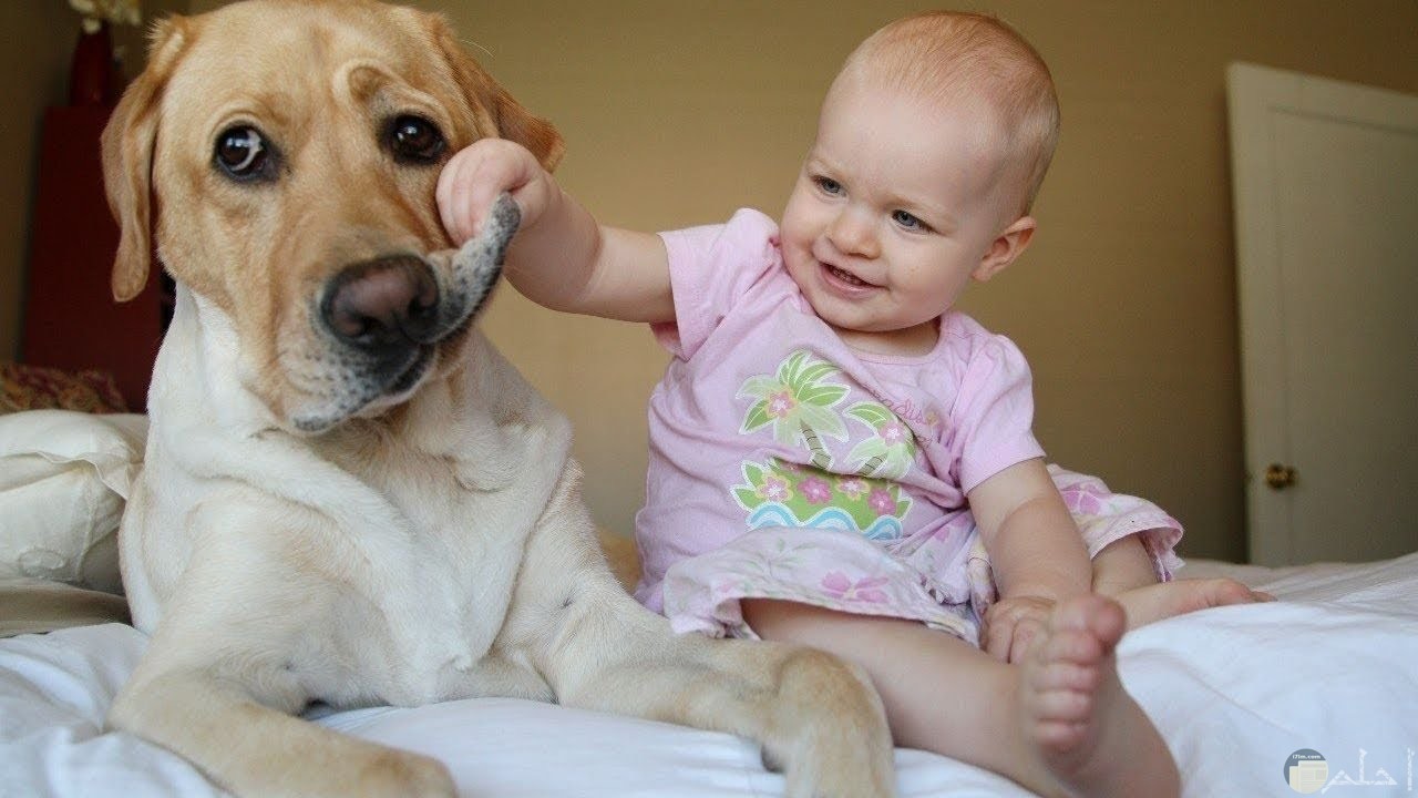 بنت صغيرة تلعب مع الكلب.