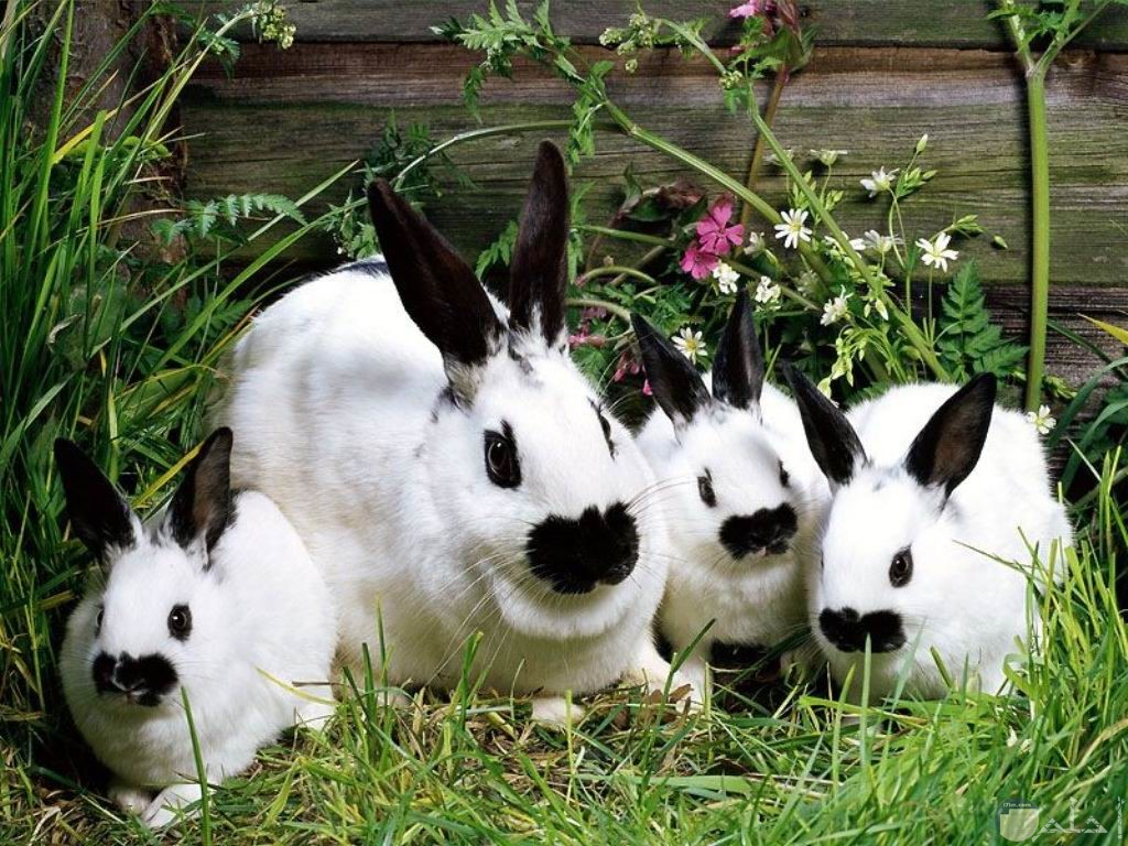 أربع أرانب أبيض و أسود.