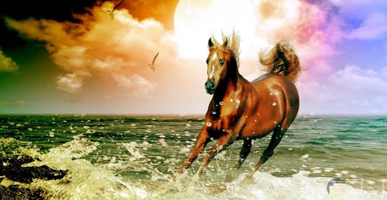 أجمل صور الخيول و الأحصنة الطبيعية الجميلة.