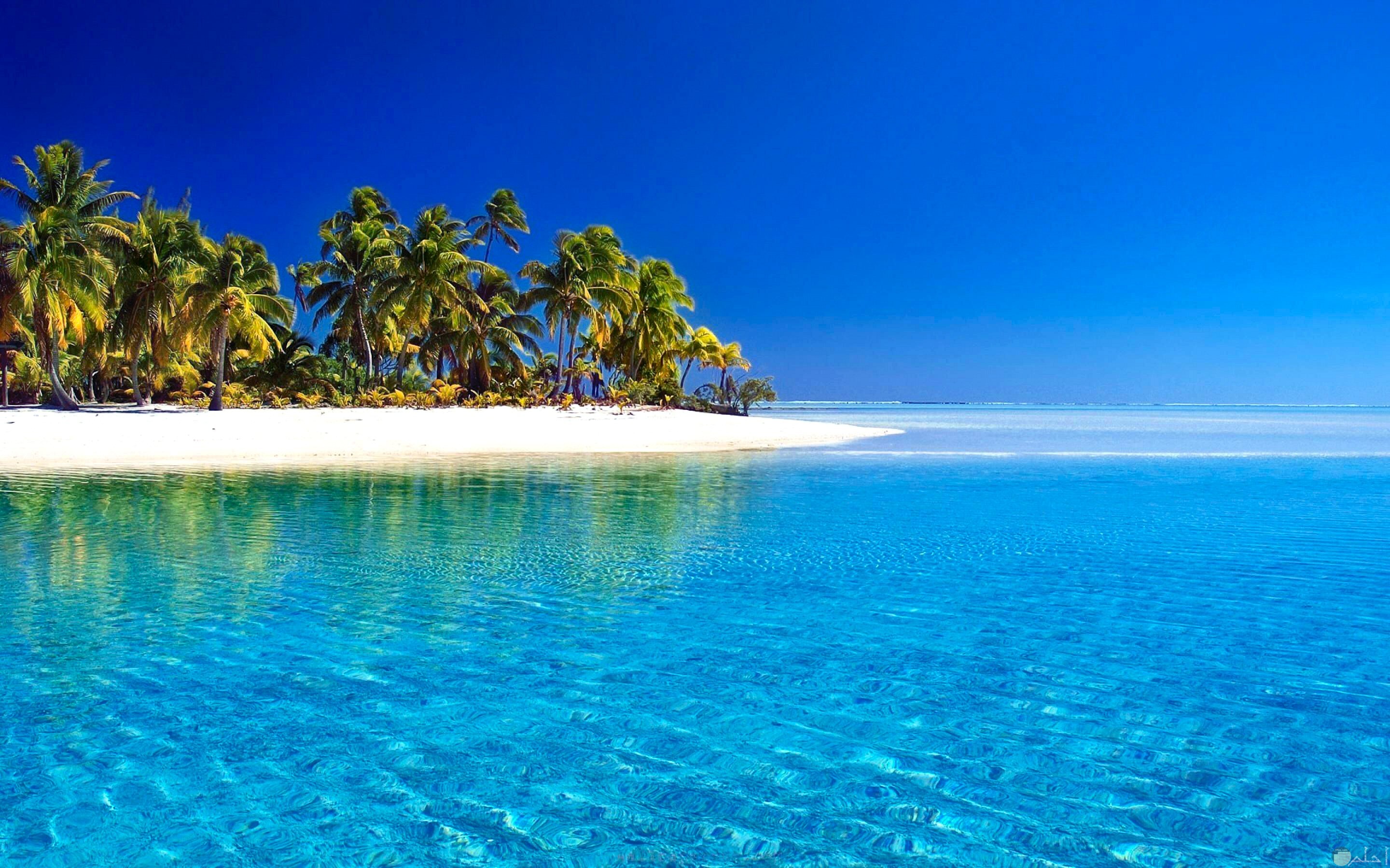 صورة بحر جميلة مع الرمال و النخيل و أشجار الشواطئ.