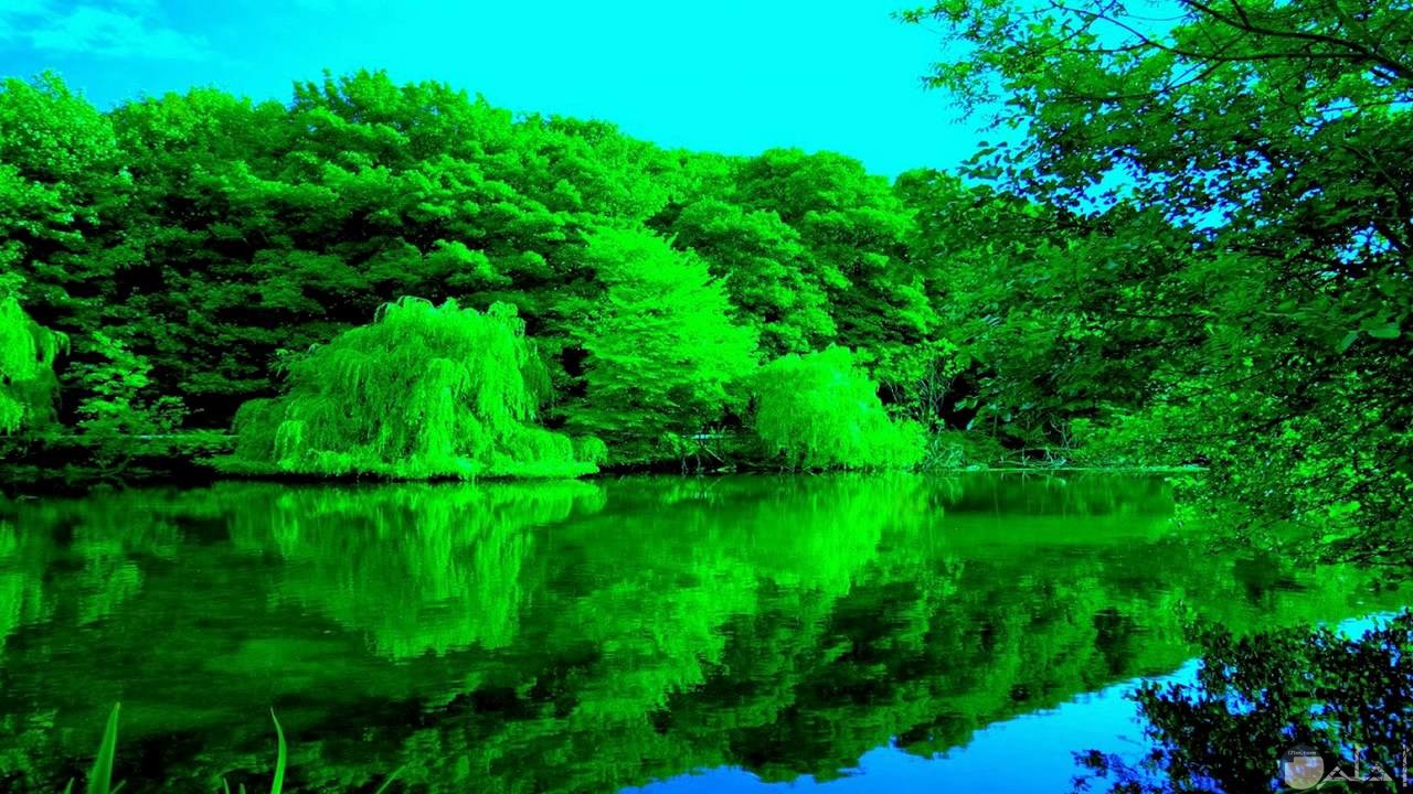 جمال الطبيعة الخضراء على النهر الصافي.