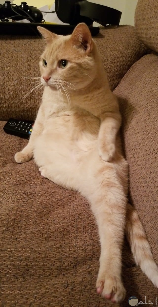 قطة منزلية تجلس بطريقة مضحكة أمام التلفاز.