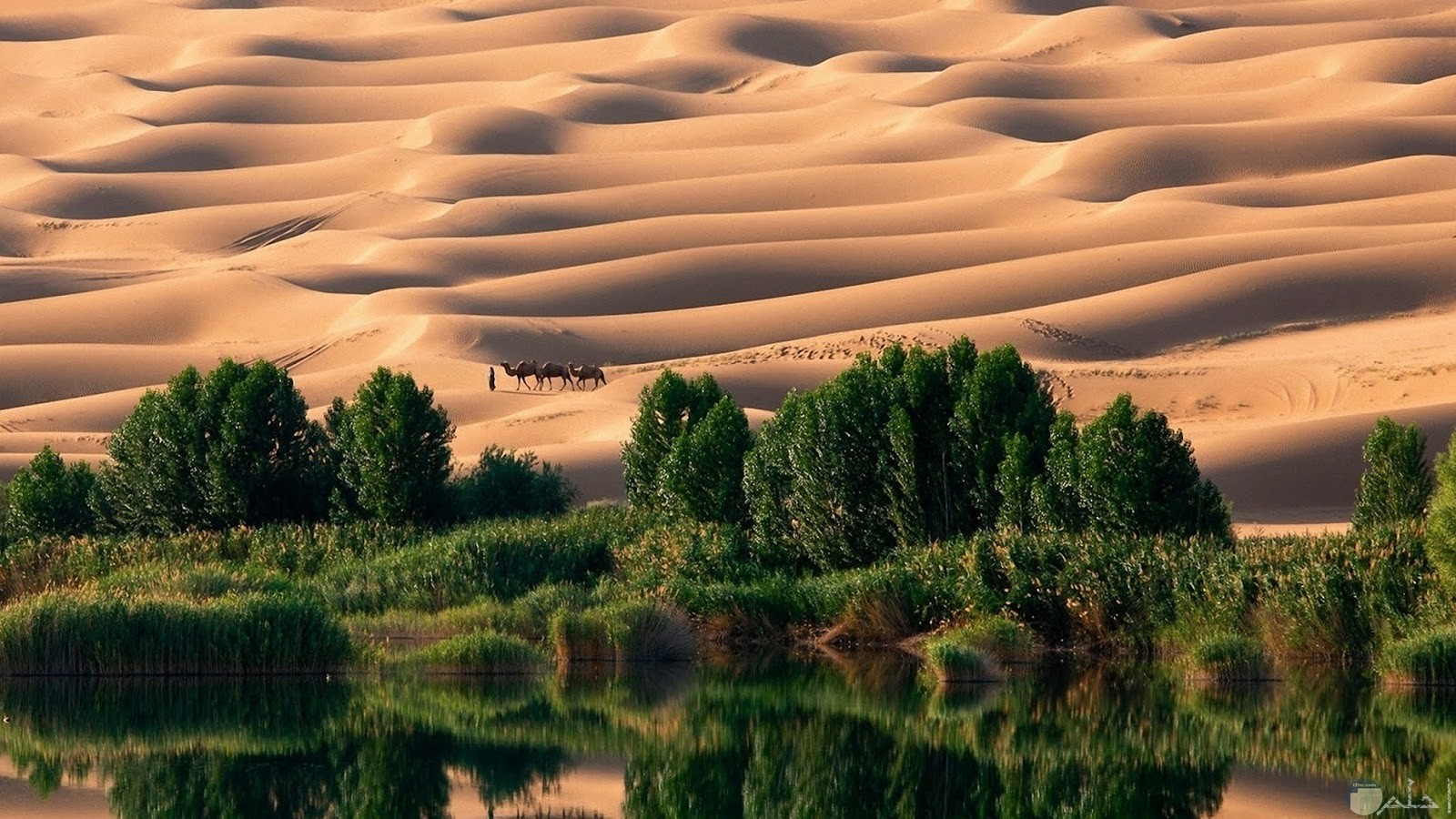 جمال الصحراء مع الطبيعة الخضراء و عيون الماء و الآبار العذبة.