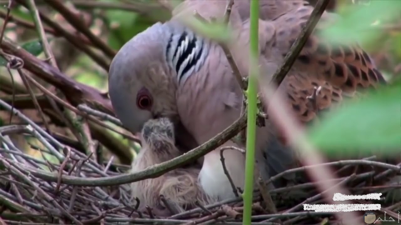 صغير طائر القماري يظهر تحت أمه الراقدة عليه لتدفئته.
