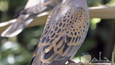 صورة كيوت لطيور القماري.