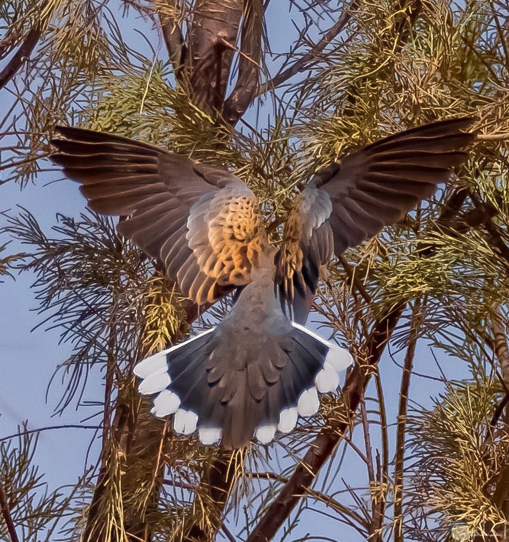 لقطة لطائر القماري و هو فاتح جناحه و زيله أثناء الطيران.