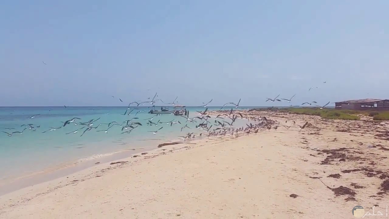 شاطئ جزيرة أحبار جازان