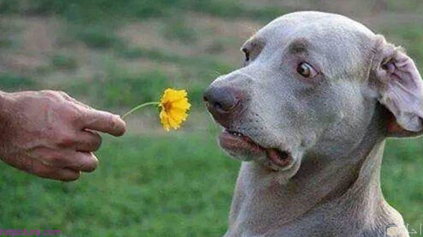 كلب يشمئز من الوردة.