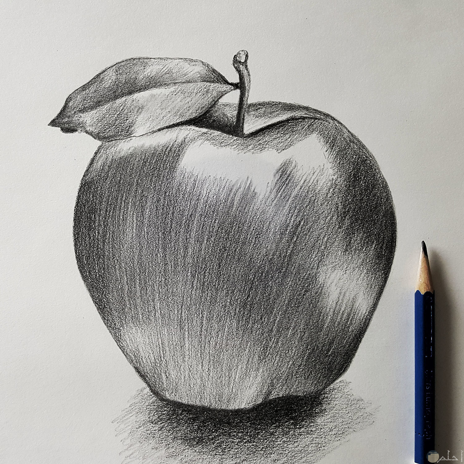 رسمة تفاحة مرسومة بالرصاص.