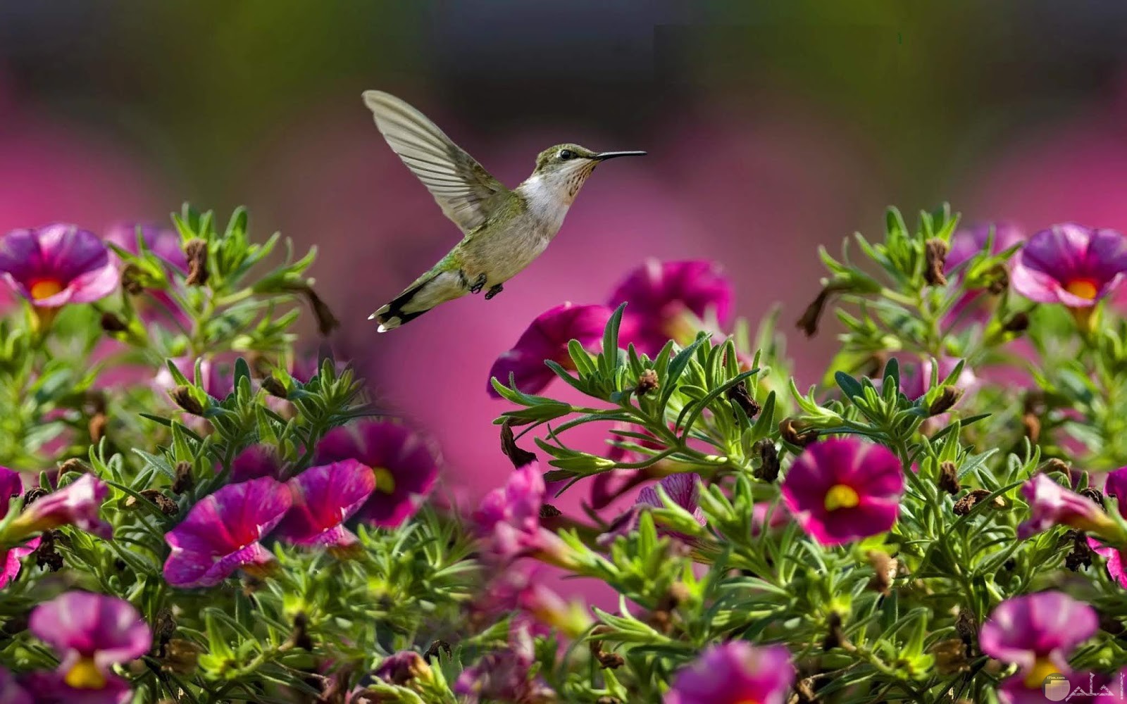طائر يحلق فوق الزهور.