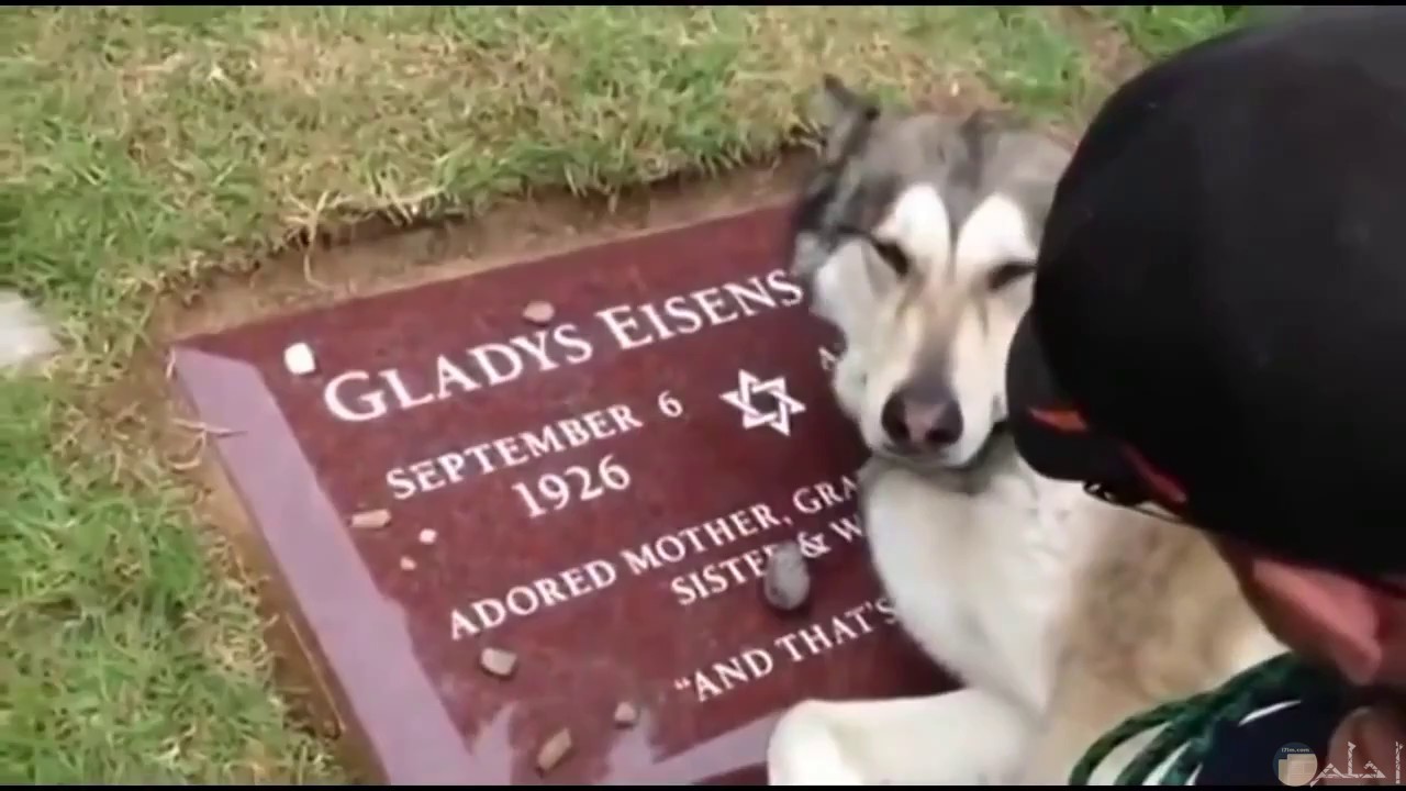 كلب يرفض ترك المقابر بعد وفاة صاحبه.