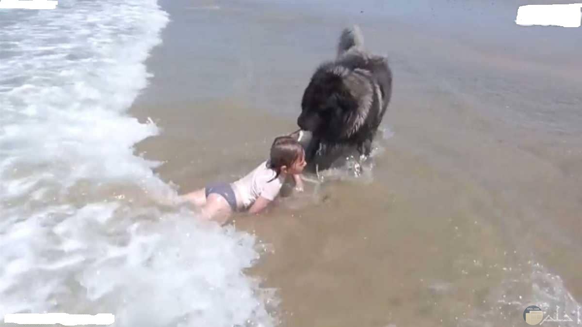 كلب ينقذ فتاة صغيرة من الغرق في البحر.