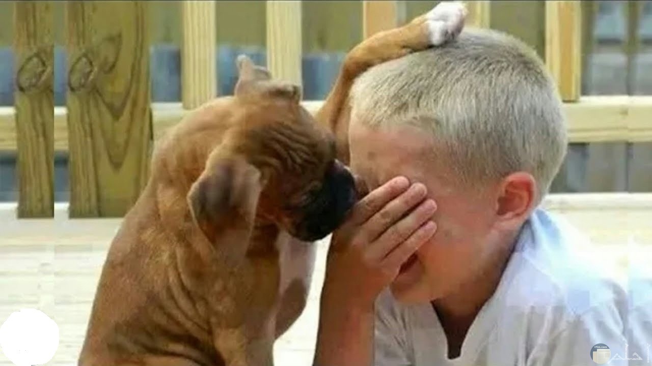 لقطة جميلة لطفل يبكي و كلبه يضع أحد أرجله فوق رأسه ليواسيه في حزنه.