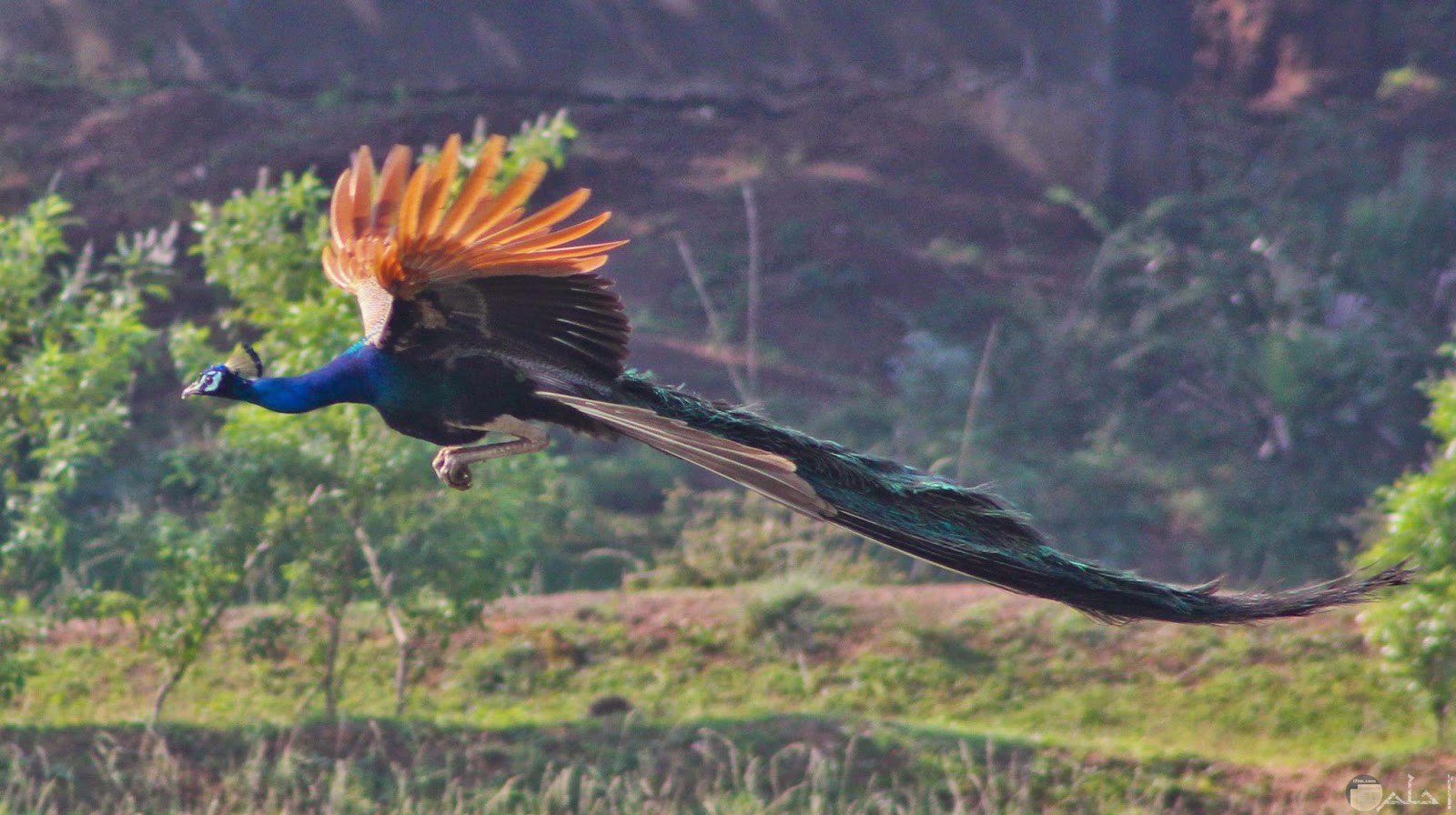 صورة نادرة لطائر الطاووس و هو يطير
