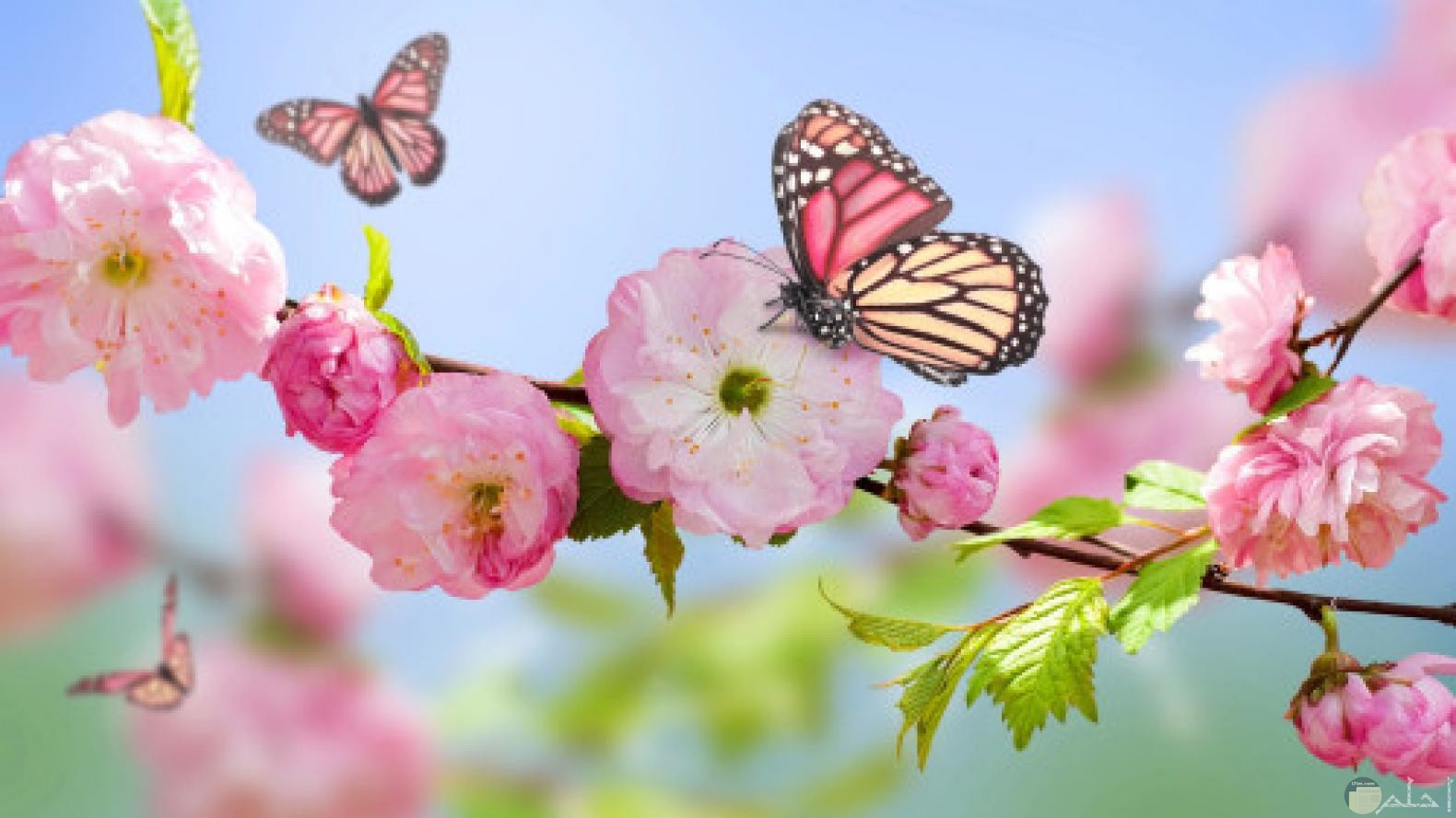 الفراشات و الربيع.
