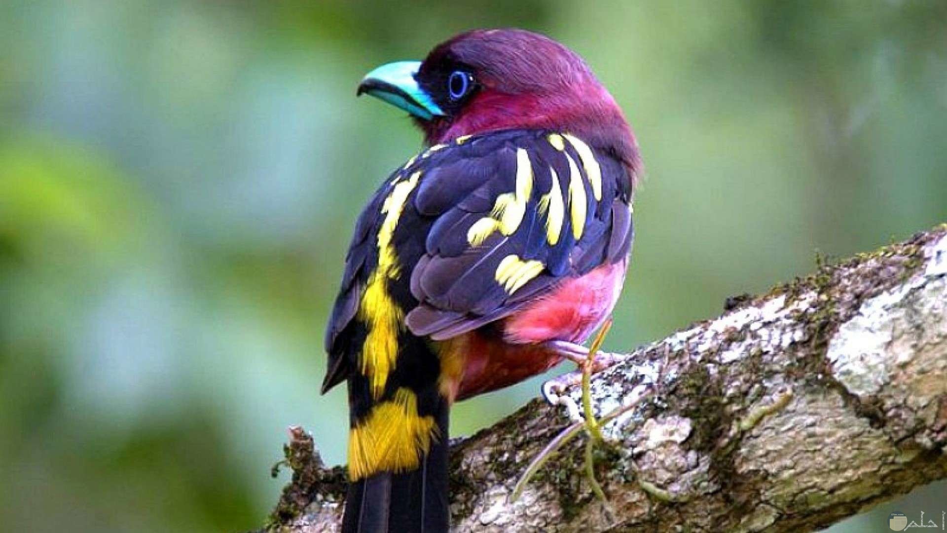 أجمل عصافير الكناريا حول العالم بألوانها المميزة النادرة.