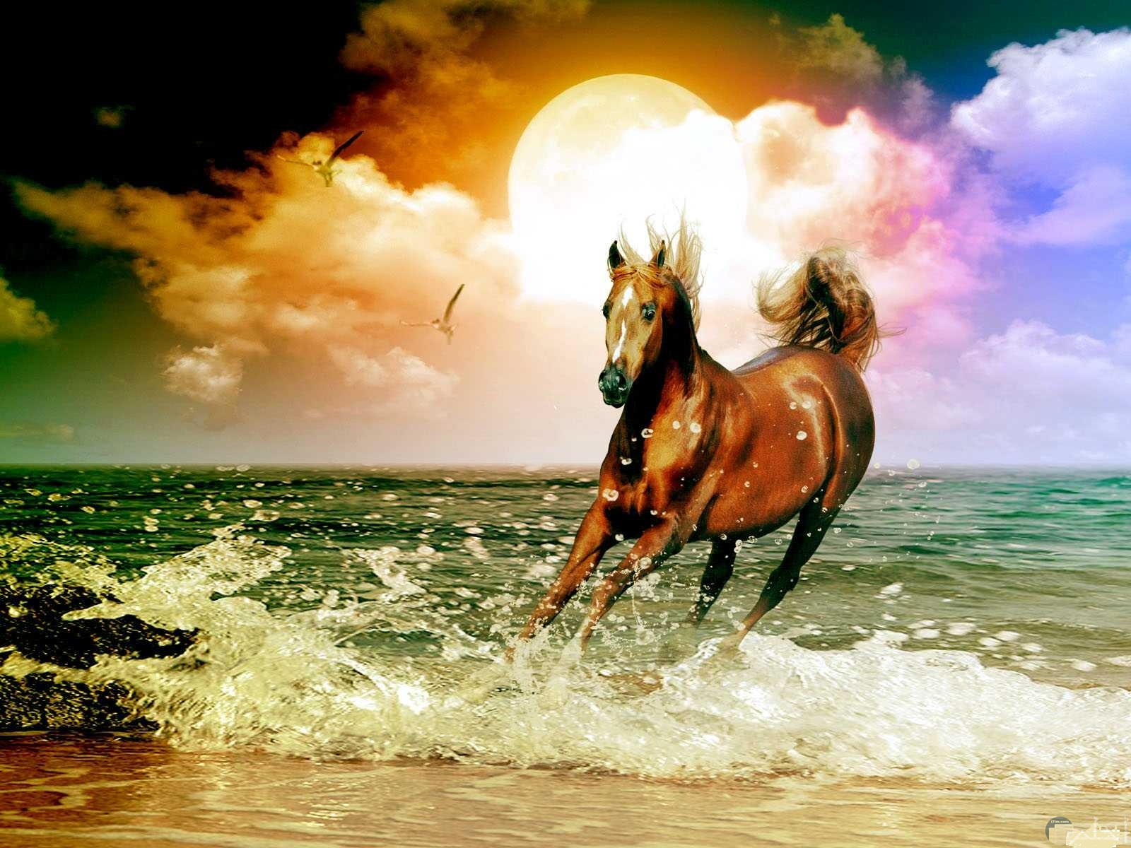 حصان يجري على رمال الشاطئ و تداعبه أمواج البحر.
