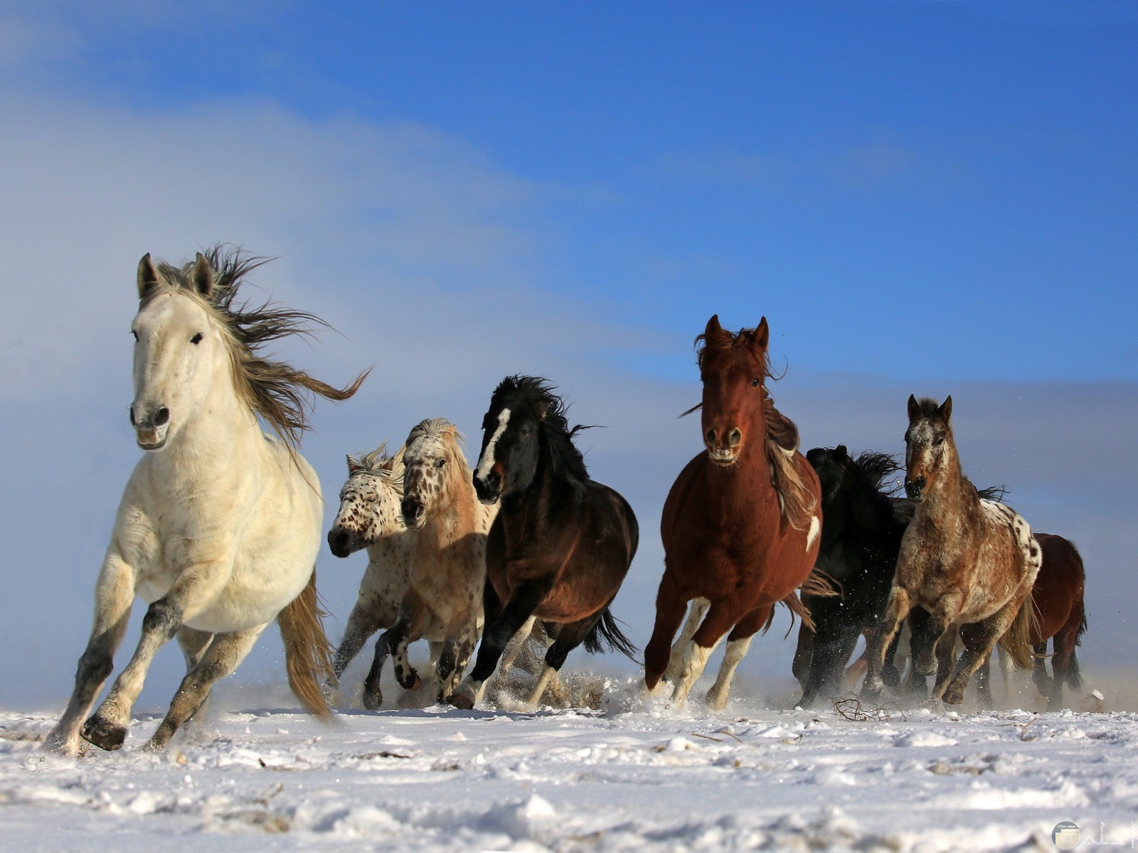 مجموعة خيول جميلة تجري على الشاطئ.