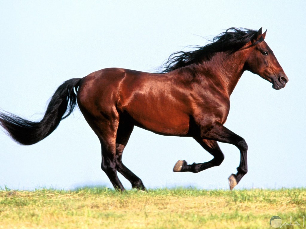 أجمل الصور للخيول العربية.