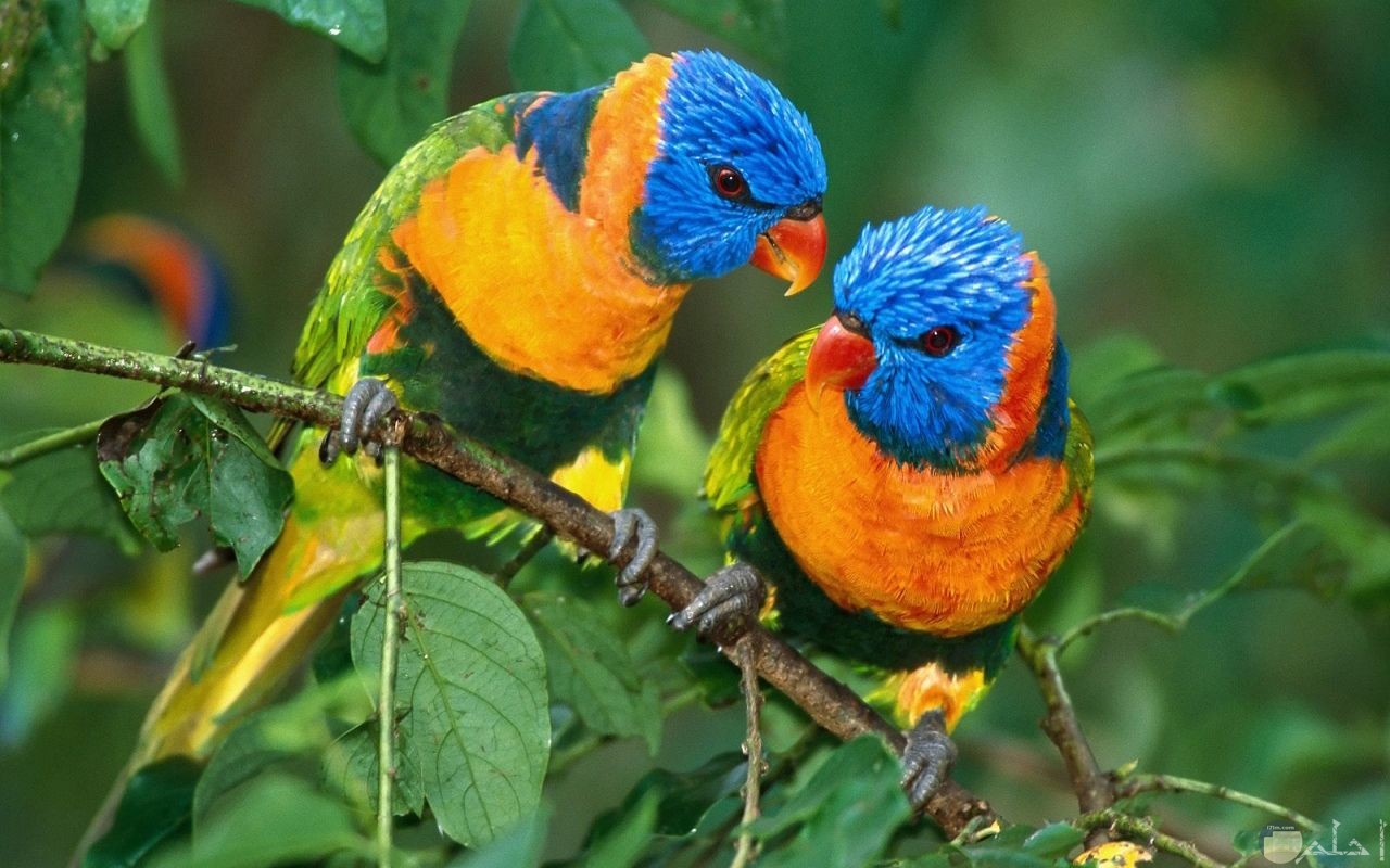 طيور الكناريا الجميلة تقف بين الأغصان.
