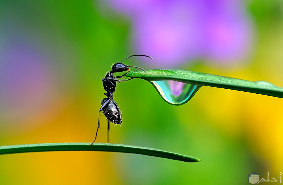 نملة تشرب من قطرة ماء على خصن شجرة و تقف على قدمين.