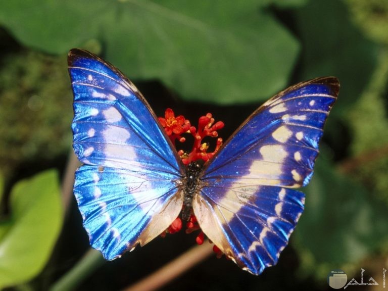 صور فراشات جميلة بمختلف ألوانها و أنواعها الرائعة الجمال