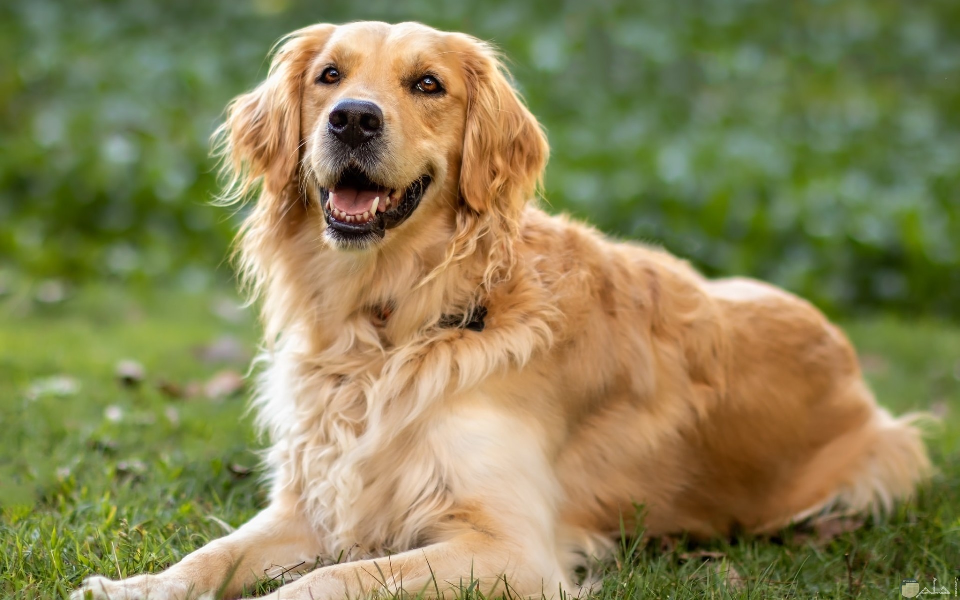 صور كلاب جولدن الذهبية خلفيات جميلة لمحبي الكلاب