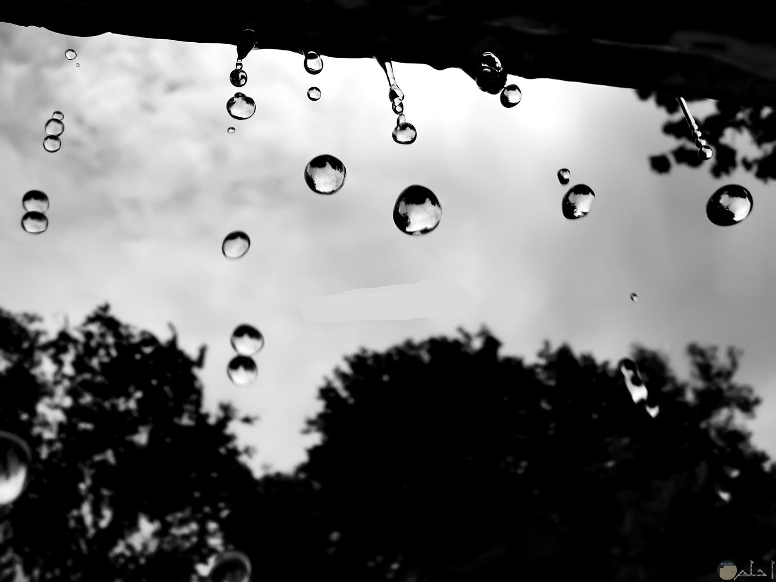 قطرات المطر و سحر الشتاء _ ابيض و أسود.