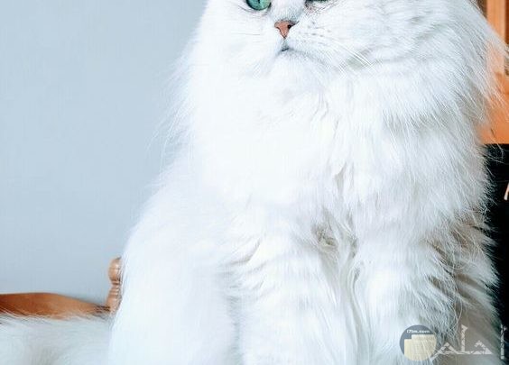 قطة بيضاء قمر