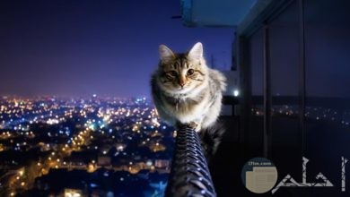 قط ينظر للعالم من أعلى.
