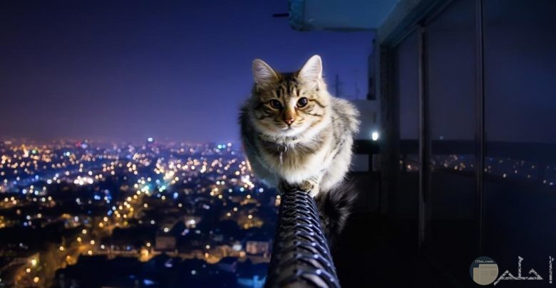 قط ينظر للعالم من أعلى.