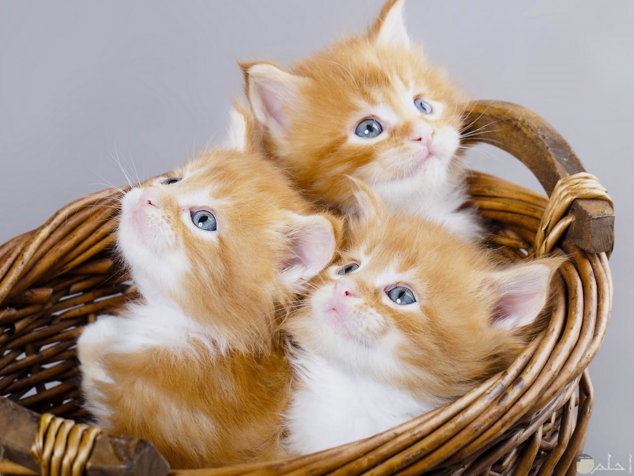10 صور قطط جميلة جدا كيوت لأروع خلفيات الهاتف