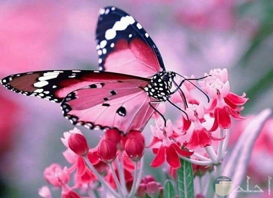 اجمل الصور عن الفراشات الرقيقة أشكال وألوان بديعة المنظر