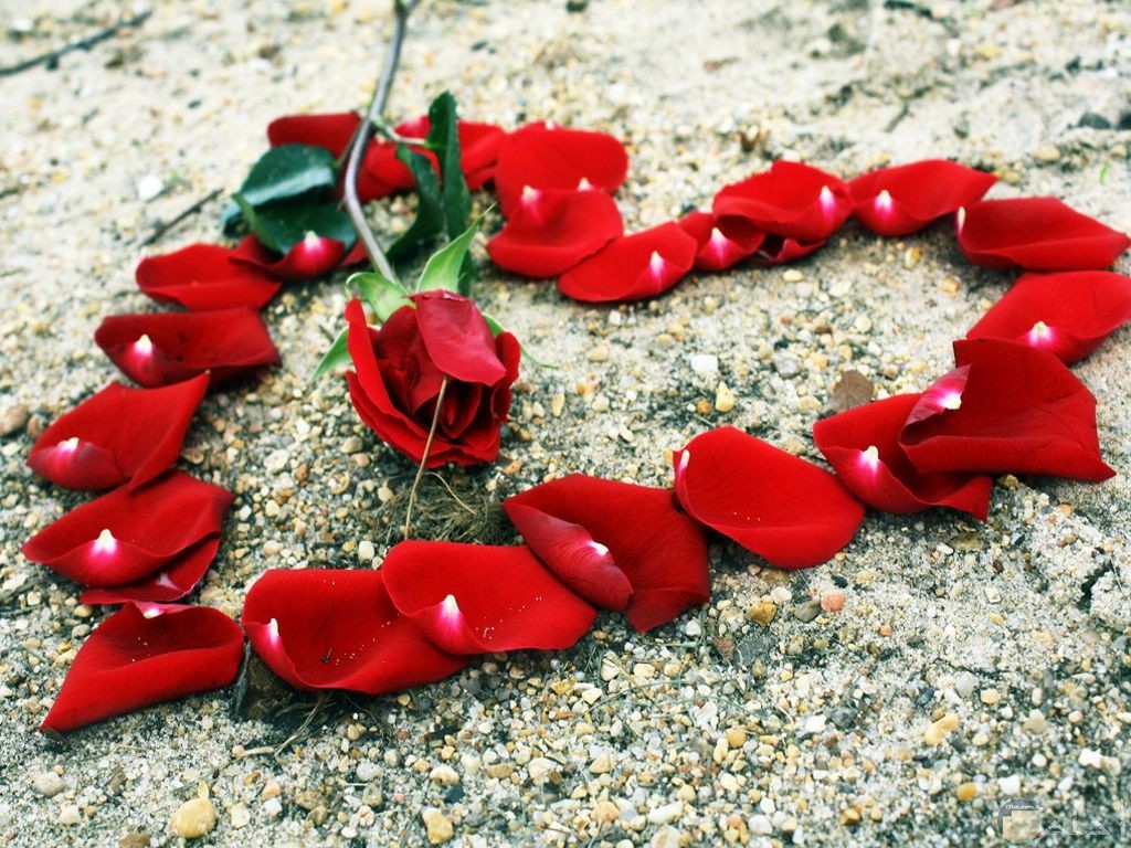 صورة قلب من الزهور الحمراء