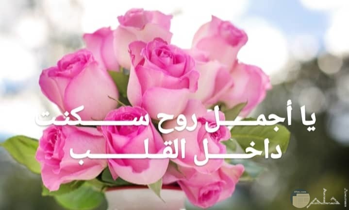 صورة ممييزة للزهور الوردية مع كلمات العشق والغرام