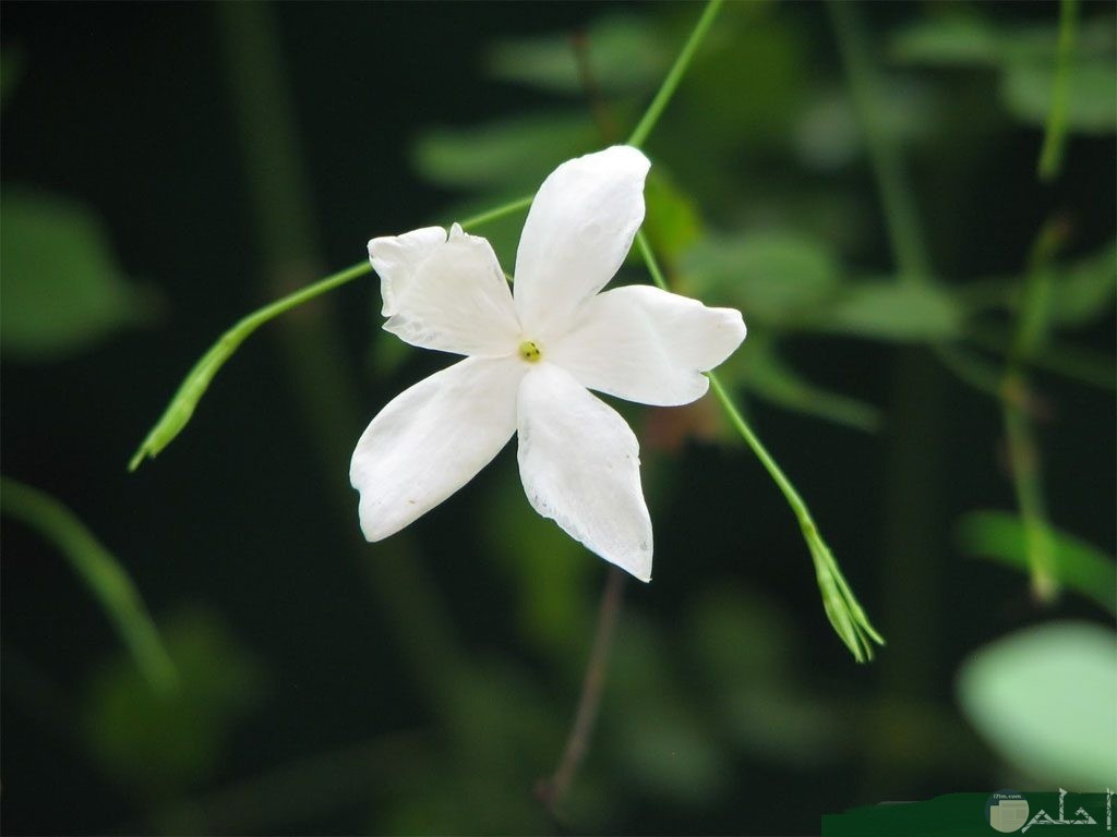 صورة لزهرة ياسمين واحدة.