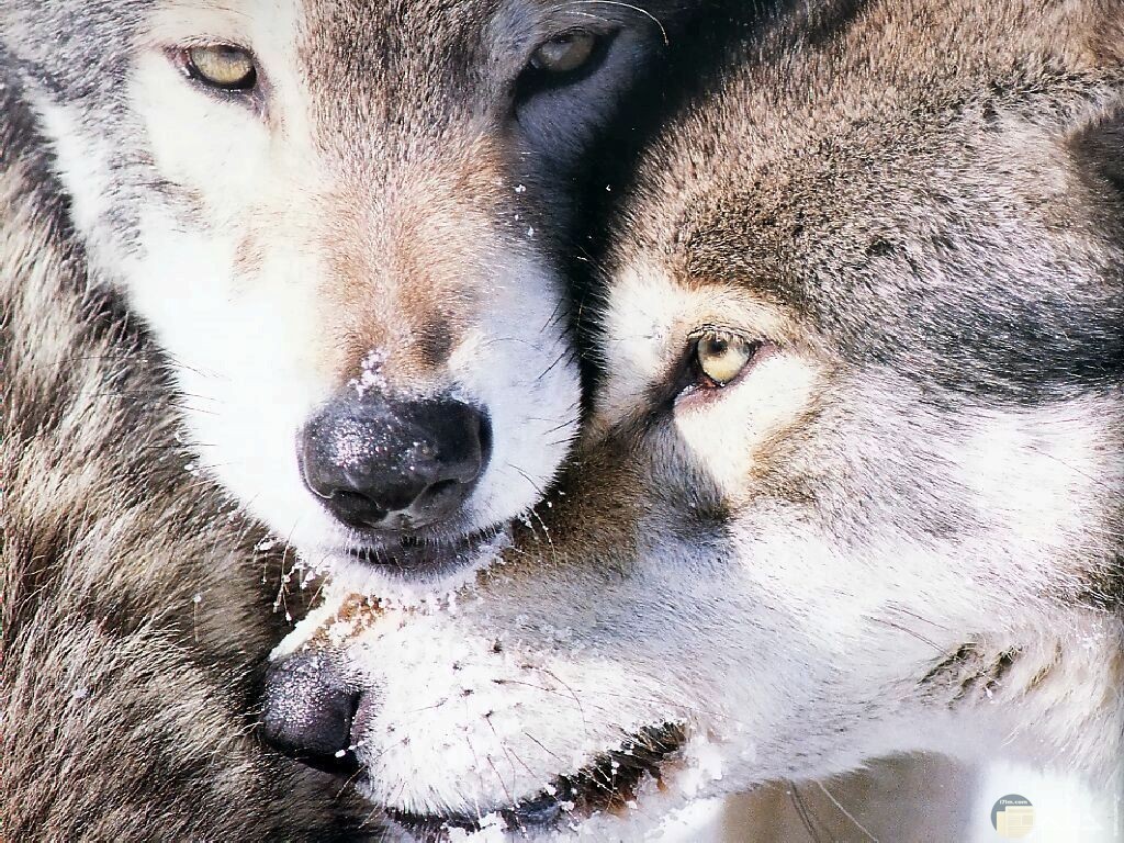 صورة لذئبين تحمل قوة النظر منهما.