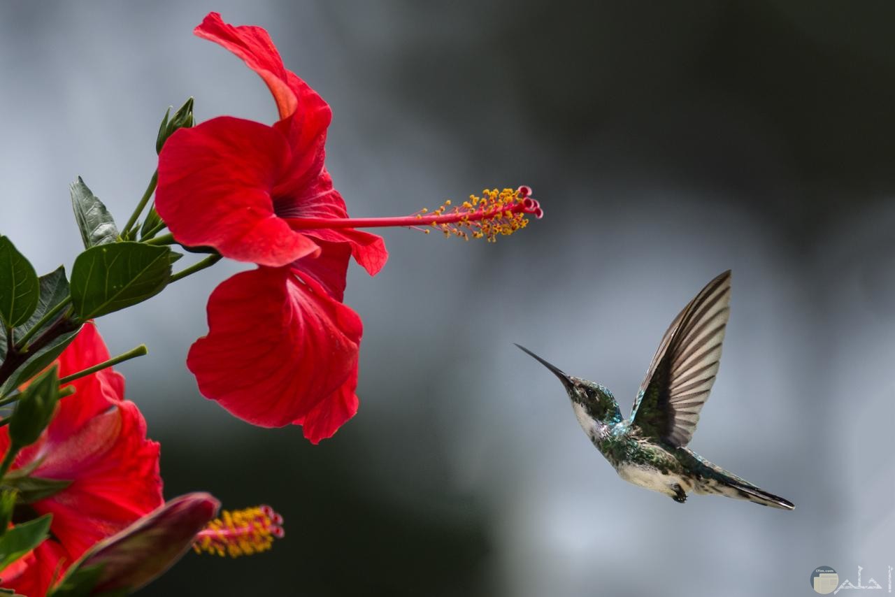 صورة طائر يداعب تفتح الورود.