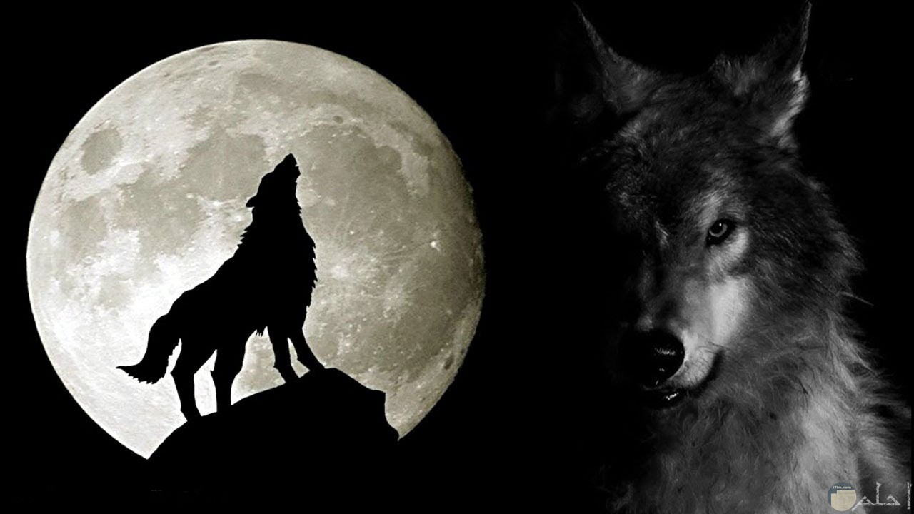 صورة لذئب يصيح ليلاً.