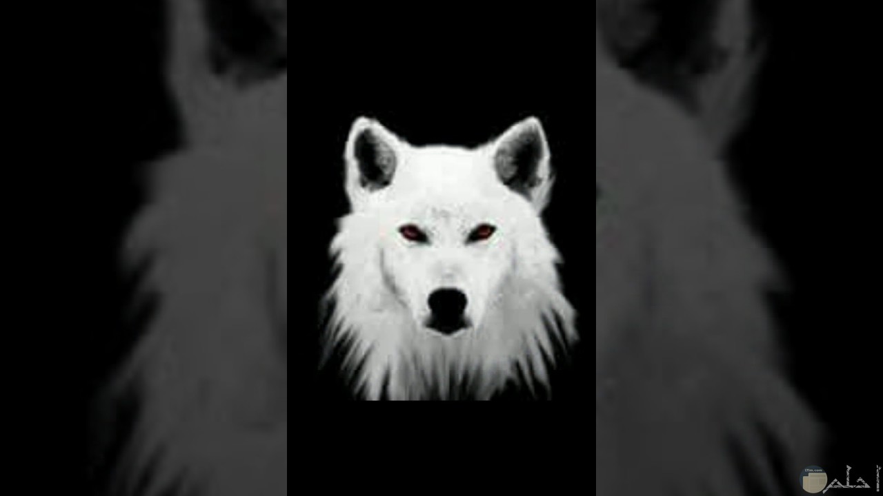 ذئب ابيض جميل فى هدوئه.