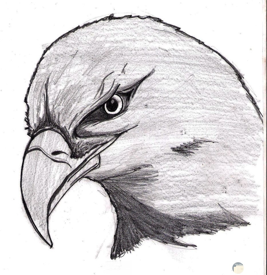 صورة رسم يدوى لرأس طائر.